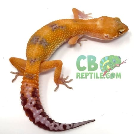 blood albino leopard gecko