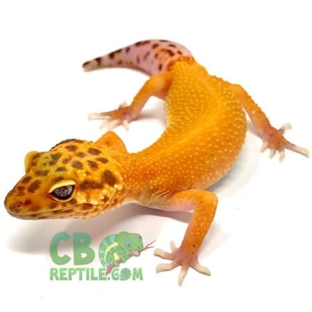 blood albino leopard geckos for sale