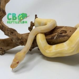 Albino Enchi ball python