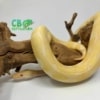 Enchi ball python