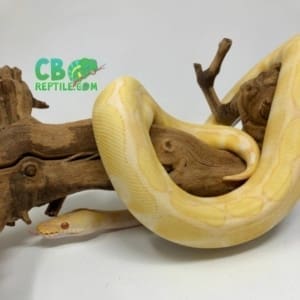 Albino Enchi ball python for sale