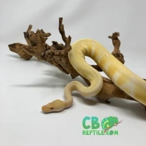 Albino Enchi ball python price