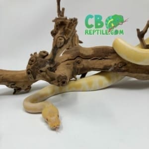 Albino Enchi ball python for sale