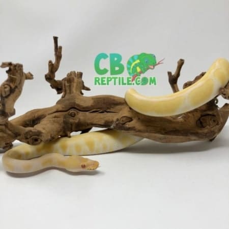 Albino Enchi ball python for sale