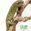 monkey tailed skink for sale