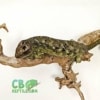 monkey tailed skink breeders