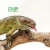 prehensile tailed skink for sale