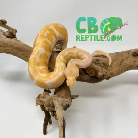 Albino Black Pastel Enchi ball python