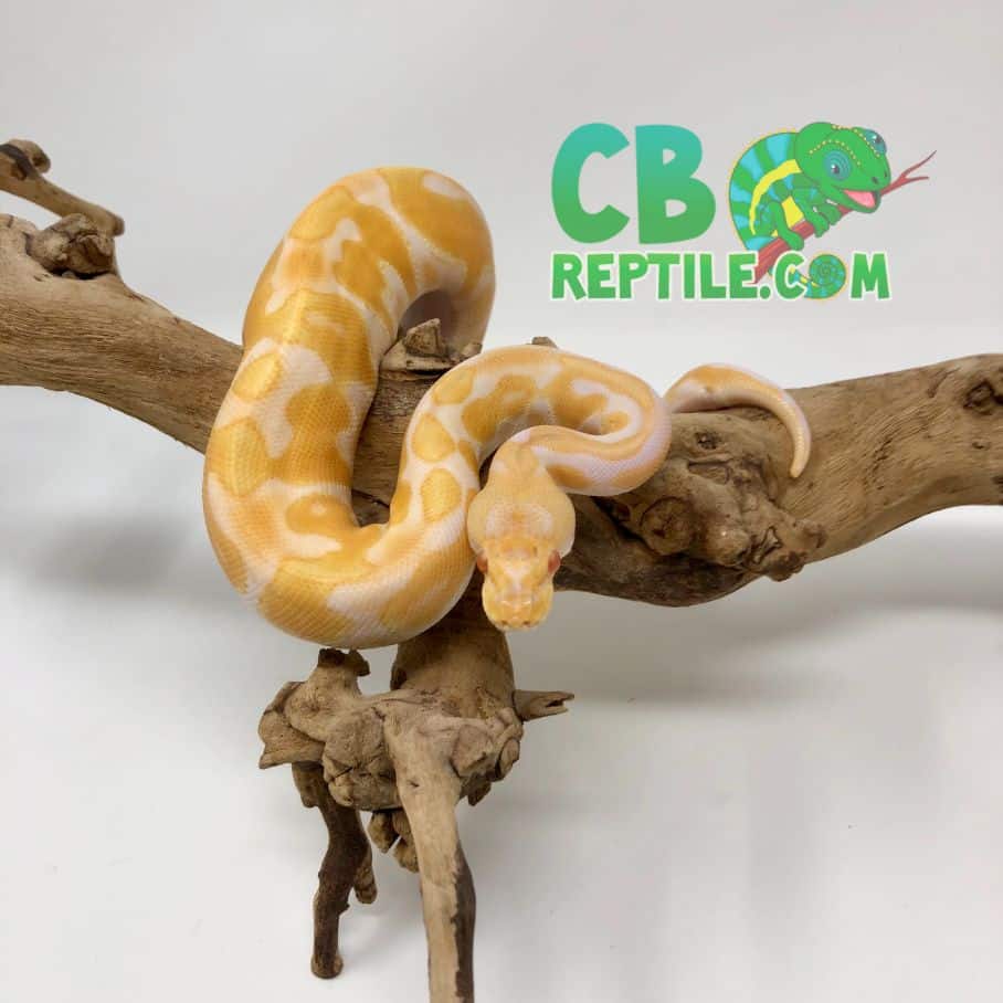 Black Pastel Enchi ball pythons Archives CB Reptile Geckos for