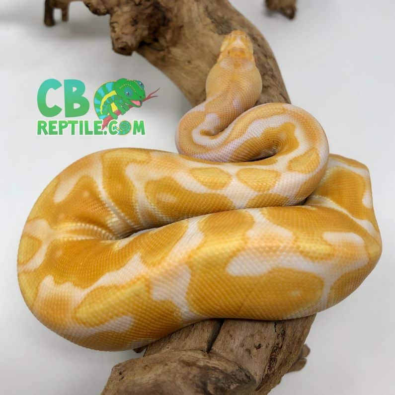 Albino Black Pastel Enchi ball python for sale from best ball python breeder