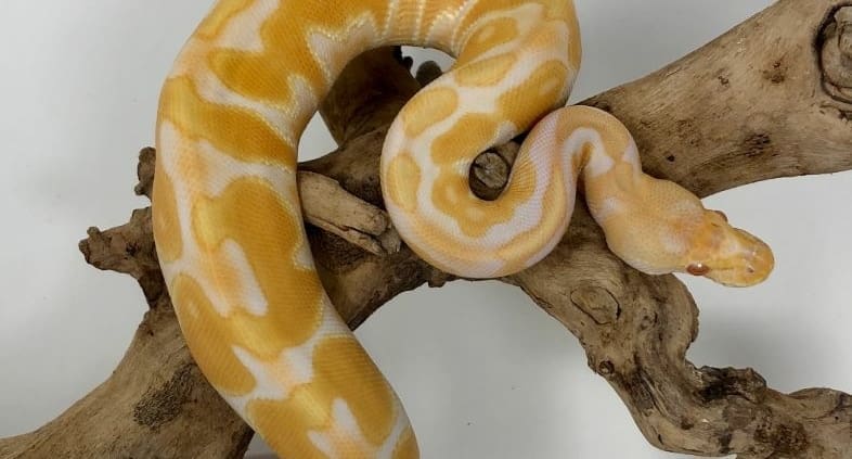 ball python habitat