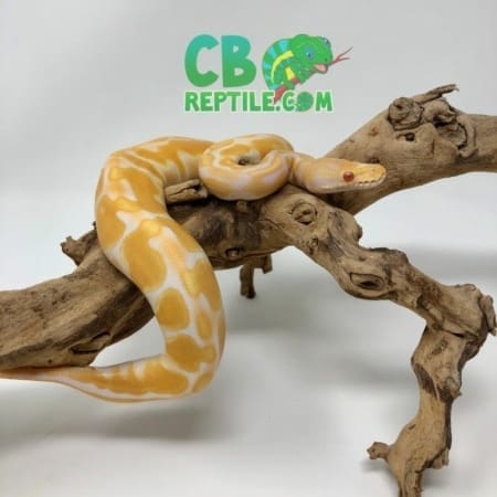Albino Black Pastel Enchi ball python