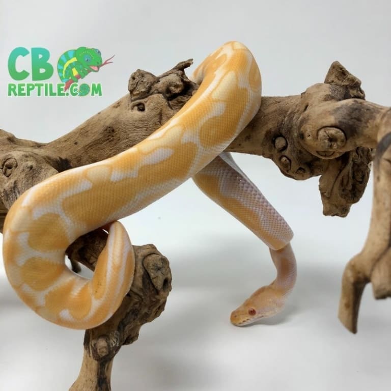 Albino Black Pastel Enchi ball python for sale from best ball python breeder