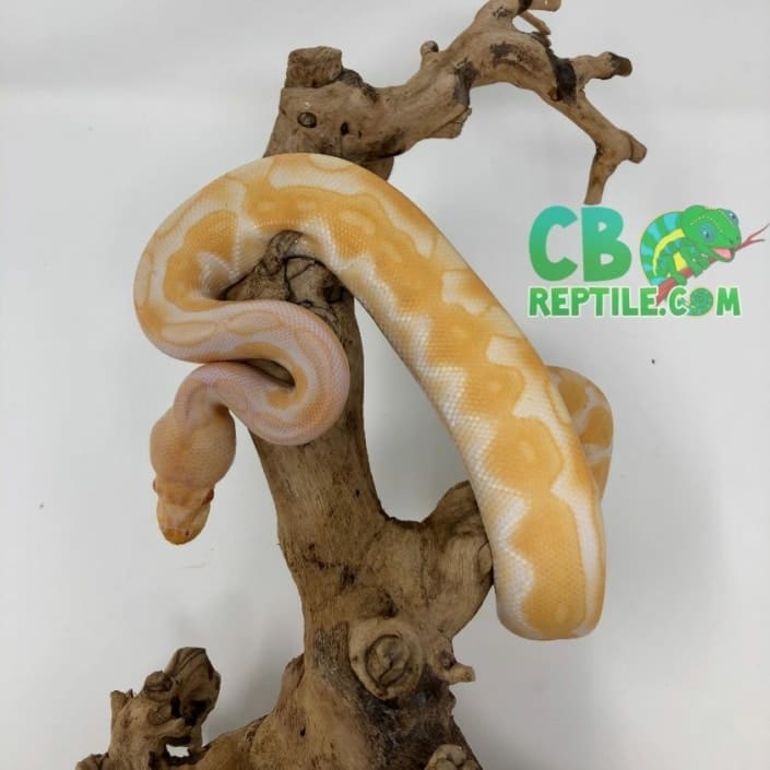 Albino Black Pastel Enchi ball python for sale from best ball python breeder