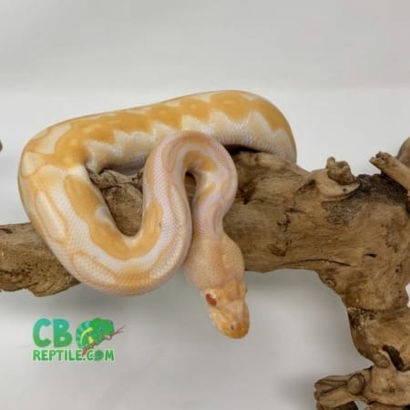 Albino Black Pastel Enchi ball python