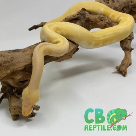 Albino Pinstripe ball python