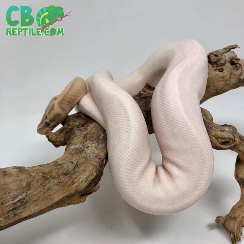 Banana Pied ball python for sale from the best ball python breeders