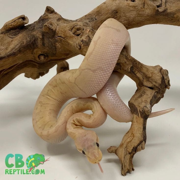 Banana Lemon Blast Yellow Belly ball python for sale from best breeders.