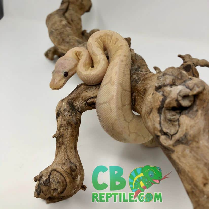 Banana Lemon Blast Yellow Belly ball python for sale from best breeders.