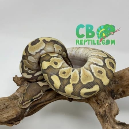 Butter Vanilla Ghost ball python