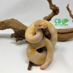 Albino Enchi ball python