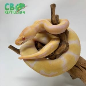 Albino Enchi ball python for sale