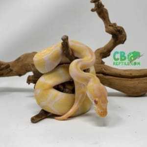 Albino Enchi ball python for sale