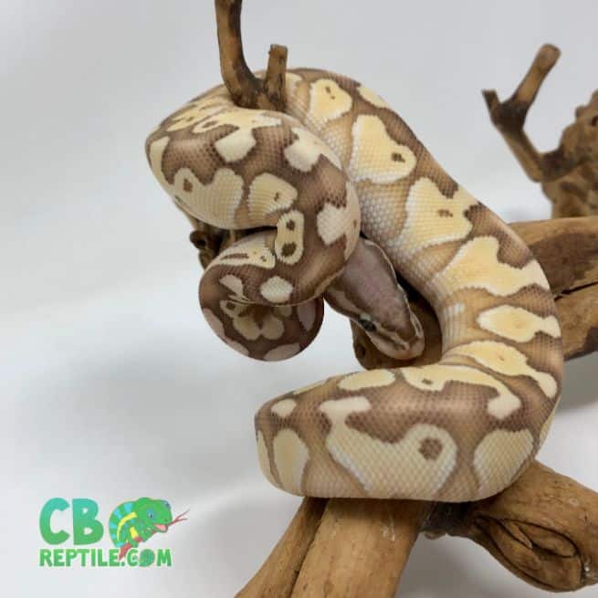 Banana Lesser ball python for sale buy male Banana Lesser ball pythons