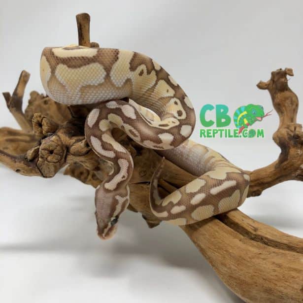 Banana Lesser ball python for sale buy male Banana Lesser ball pythons
