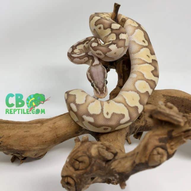 Banana Lesser ball python for sale buy male Banana Lesser ball pythons