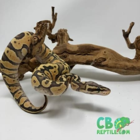 Vanilla Ghost Pastel ball python