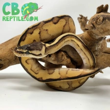 stripe pastel yellow belly ball python for sale