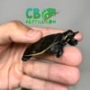 baby Florida Softshell Turtle for sale