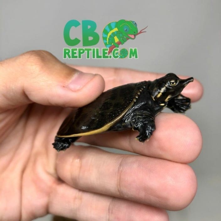 Florida softshell turtle for sale | Florida soft shell turtles for sale