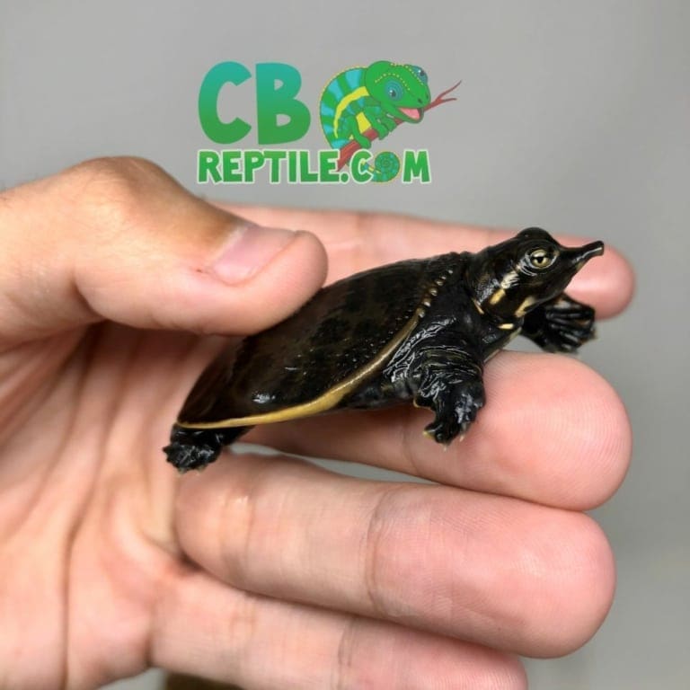 Florida softshell turtle for sale Florida soft shell turtles for sale