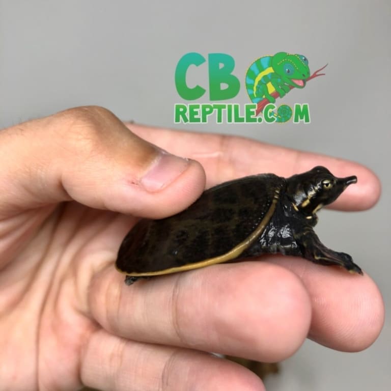 Florida softshell turtle for sale Florida soft shell turtles for sale