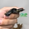 baby Florida Softshell Turtle