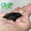 Florida Softshell Turtle for sale