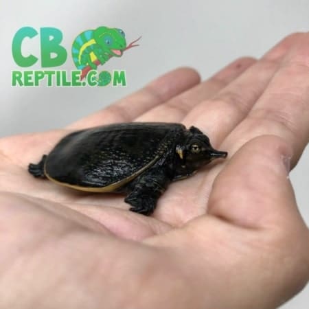 Florida Softshell Turtle for sale