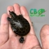 Florida Softshell Turtle for sale