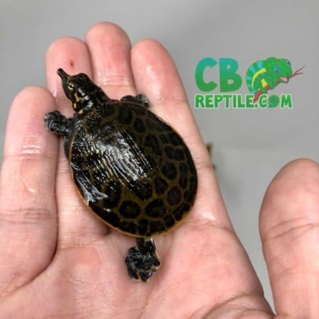 Florida Softshell Turtle for sale
