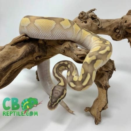 Pastel Butter Enchi Ghost ball python