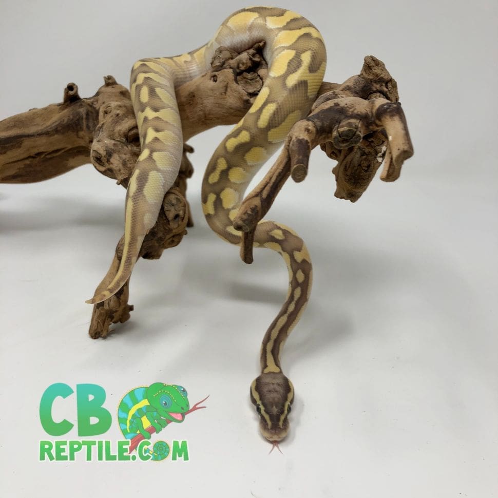 how long does a ball python live?