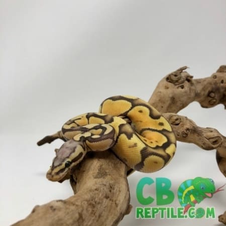 Pastel Enchi Vanilla Ghost ball python