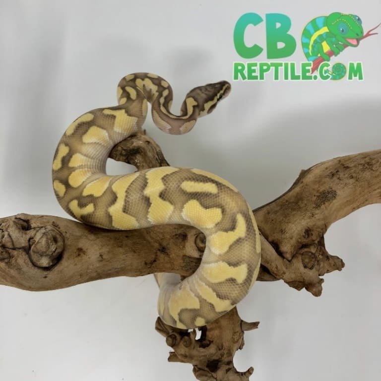 Pastel Butter Enchi Ghost ball python for sale by best ball python