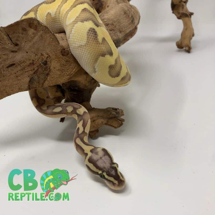 ball python care sheet
