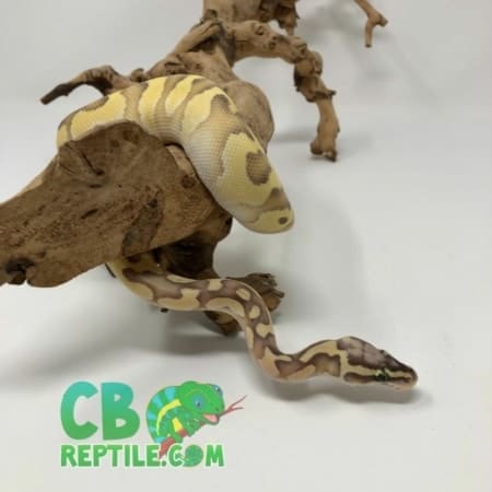 Pastel Butter Enchi Ghost ball python