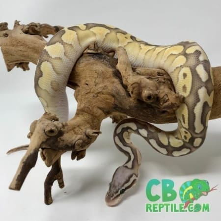 Pastel Butter Vanilla Ghost ball python