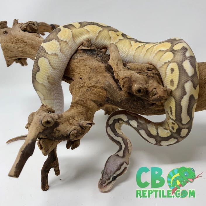 ball python stuffed animal