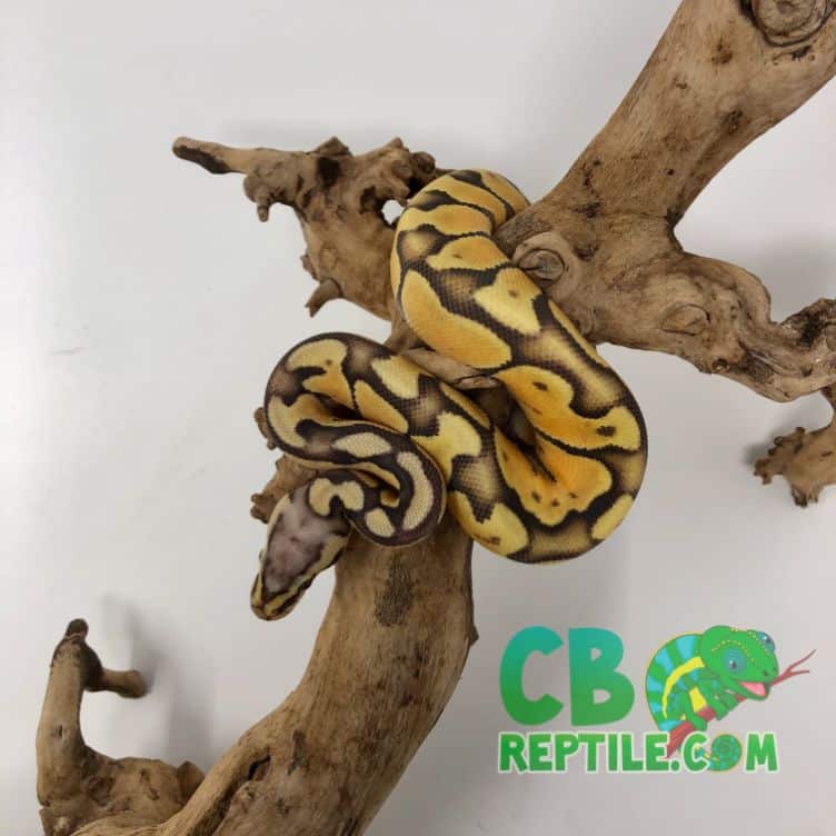 ball python care